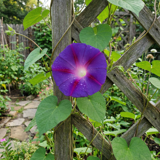 Purple Silk Japanese – Garden Flower Seeds