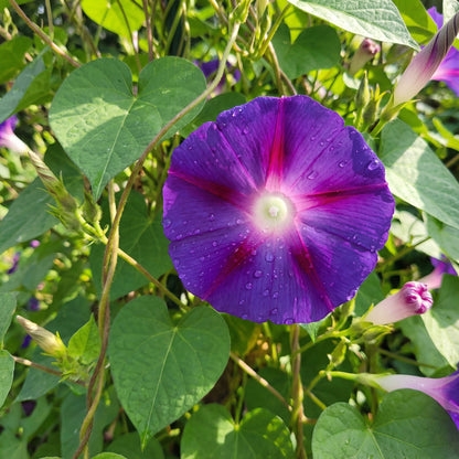 Purple Silk Japanese – Garden Flower Seeds