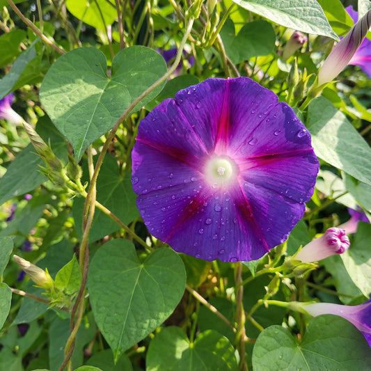 Purple Silk Japanese – Garden Flower Seeds