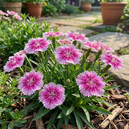 Dianthus – Perennial Garden Flower Seeds