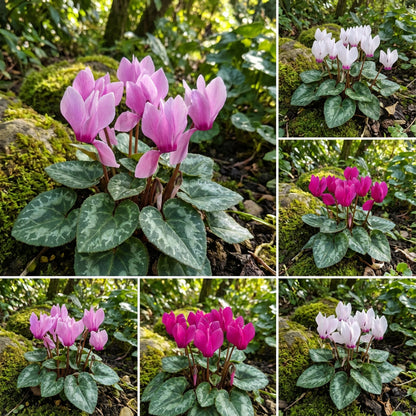 Cyclamen Persicum – Mixed Color Perennial Flower Seeds
