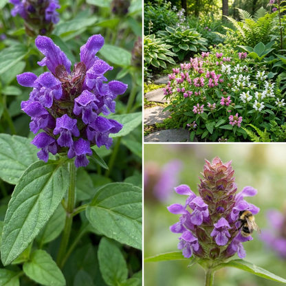Self Heal Prunella Grandiflora – Light Blue Garden Flower Seeds