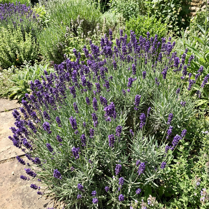 English Lavender Lavandula Angustifolia – Fragrant Flower Seeds