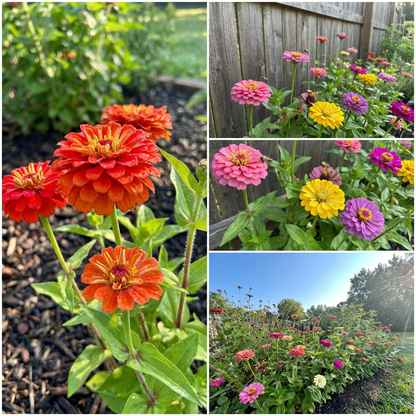 Zinnia Zinnia Elegans – Scabiosa Flowered Garden Flower Seeds