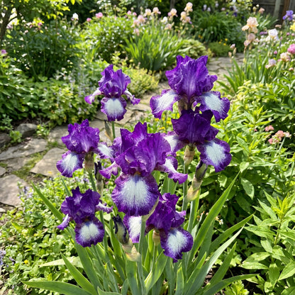 Purple Twinkle Japanese – Garden Flower Seeds