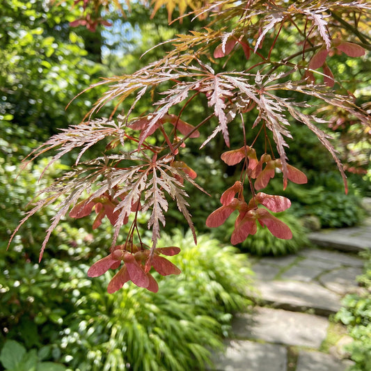 Pink Split Maple – Garden Flower Seeds