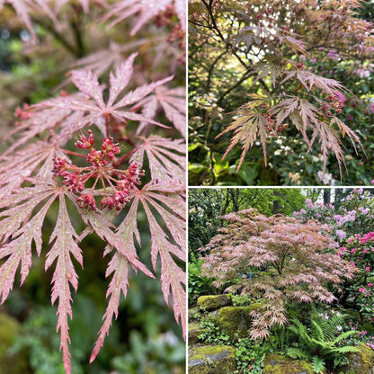 Pink Split Maple – Garden Flower Seeds