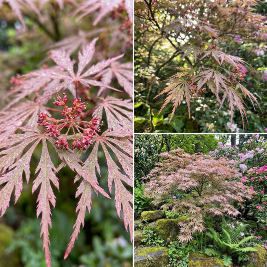 Pink Split Maple – Garden Flower Seeds