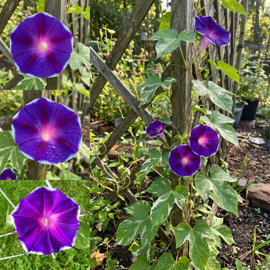 Plum Delight Japanese – Garden Flower Seeds