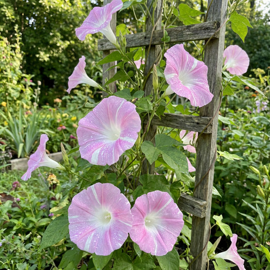 Pink Blizzard Japanese – Garden Flower Seeds