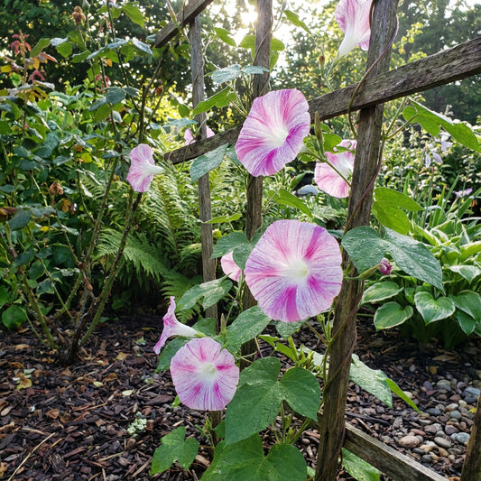 Pink Blizzard Japanese – Garden Flower Seeds