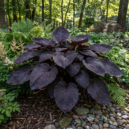 Hosta Seeds for Planting – Heirloom, Non-GMO, Perennial Shade Plant, Hosta spp. Foliage Variety