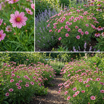 Coreopsis Flower Seeds – Annual Garden Flower Seeds for Planting
