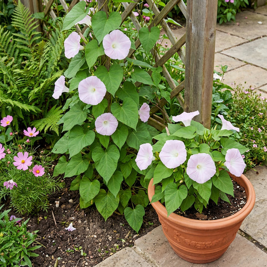 Light Pink Kawaii – Garden Flower Seeds