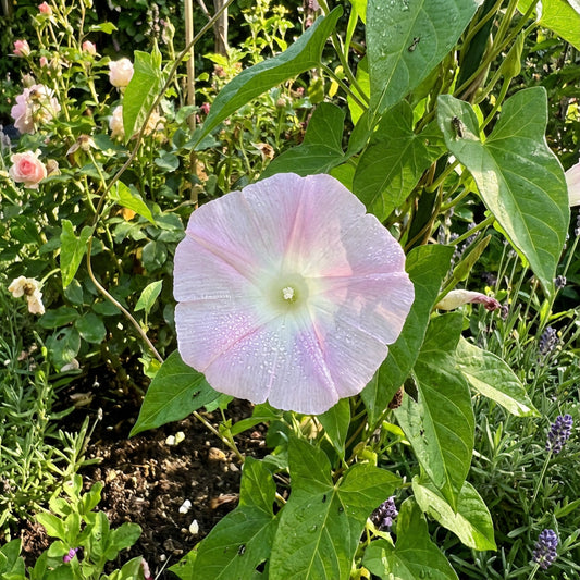 Light Pink Kawaii – Garden Flower Seeds