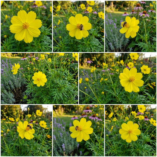 Cosmos Sulphur Yellow Cosmos Sulphureus – Bright Annual Garden Flower Seeds