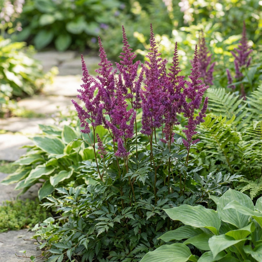 Astilbe Chinese Astilbe Chinensis – Shade Loving Perennial Flower Seeds