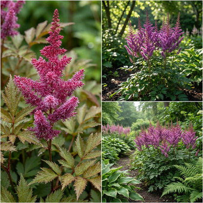 Astilbe Chinese Astilbe Chinensis – Shade Loving Perennial Flower Seeds