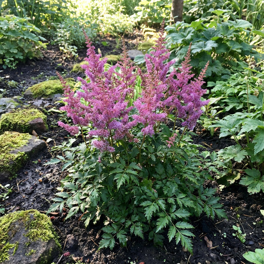 Astilbe Chinese Pumila Astilbe Chinensis – Dwarf Shade Perennial Flower Seeds