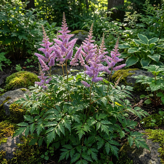Astilbe Chinese Pumila Astilbe Chinensis – Dwarf Shade Perennial Flower Seeds