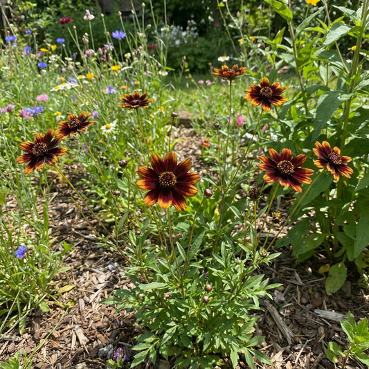 Cosmidium Brunette Cosmidium Burridgeanum – Rare Annual Wildflower Seeds