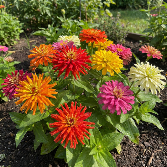 Zinnia Cactus Mixed Colors Zinnia Elegans – Colorful Garden Flower Seeds