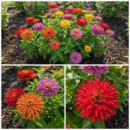 Zinnia Cactus Mixed Colors Zinnia Elegans – Colorful Garden Flower Seeds