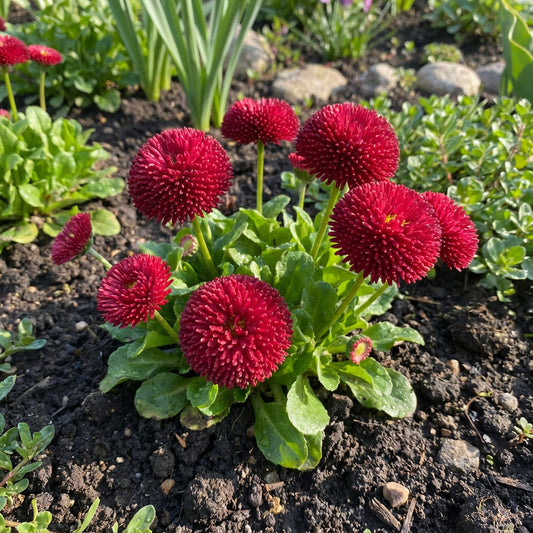 English Daisy Red Bellis Perennis Super Enorma – Hardy Garden Flower Seeds