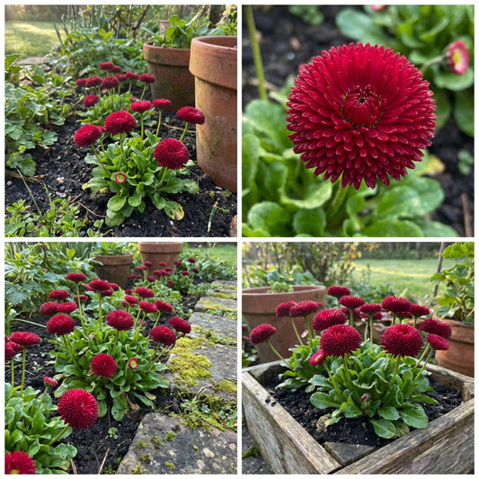 English Daisy Red Bellis Perennis Super Enorma – Hardy Garden Flower Seeds