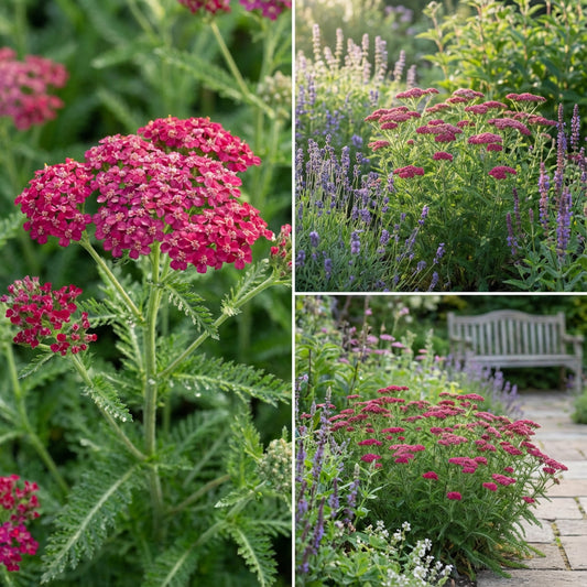 Yarrow Rose Serise Queen Achillea Millefolium – Perennial Garden Flower Seeds