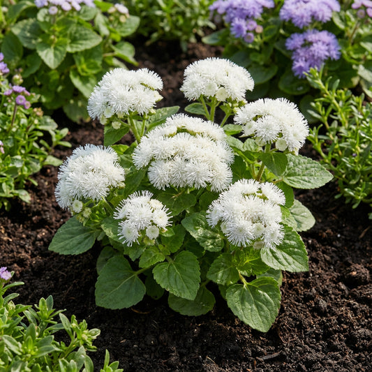 Ageratum White Ageratum Mexicanum – Hardy Garden Flower Seeds