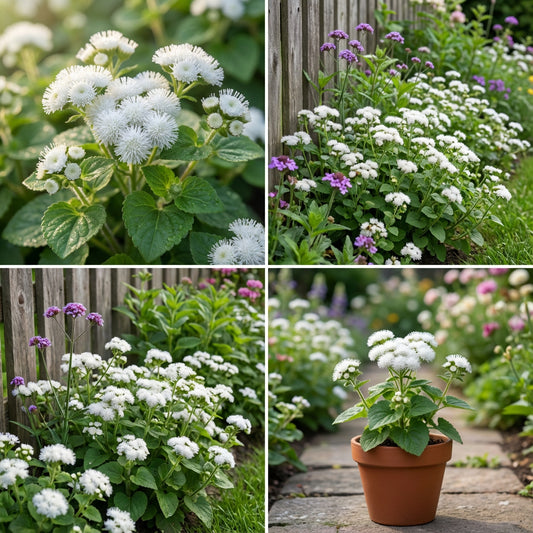 Ageratum White Ageratum Mexicanum – Hardy Garden Flower Seeds