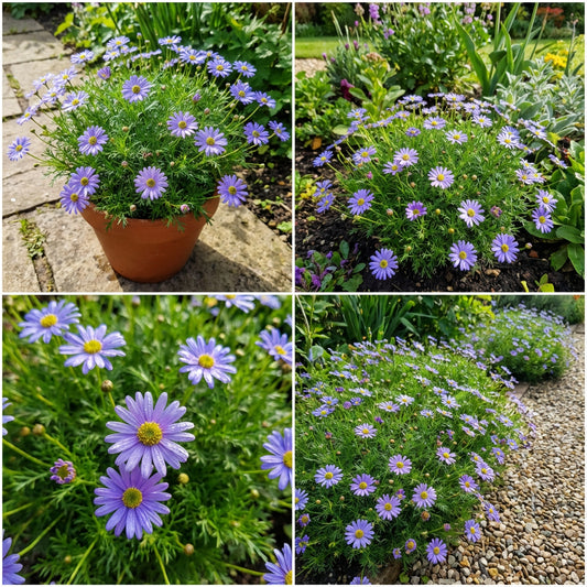 Brachycome Blue Splendor Brachycome Iberidifolia – Compact Garden Flower Seeds