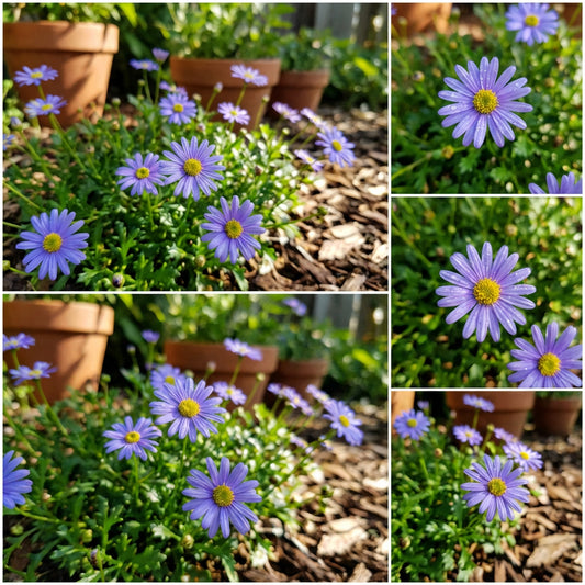 Brachycome Blue Splendor Brachycome Iberidifolia – Compact Garden Flower Seeds