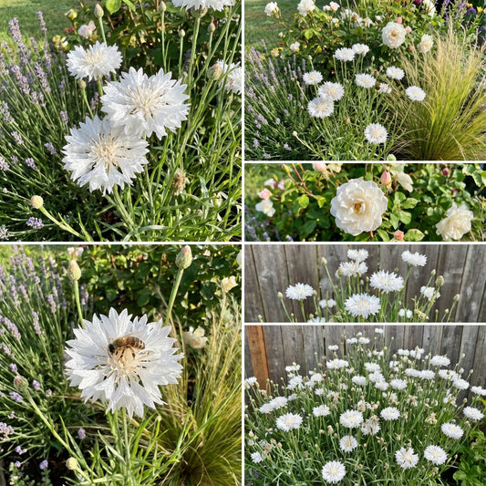 Cornflower Bachelor’s Button White Centaurea Cyanus – Hardy Garden Flower Seeds