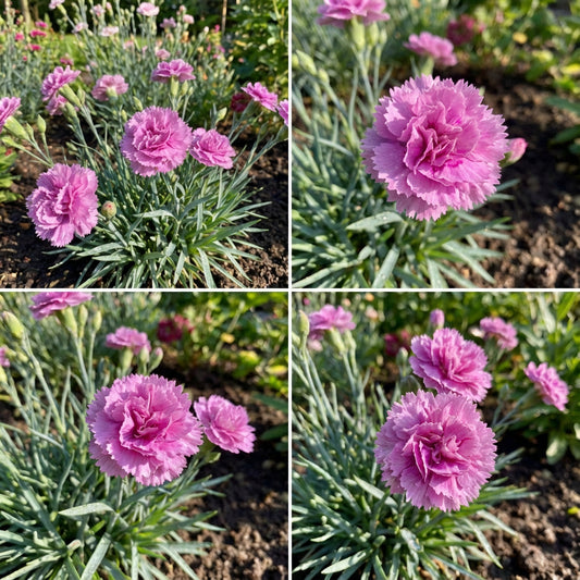 Carnation Chabaud La France Dianthus Caryophyllus – Hardy Garden Flower Seeds