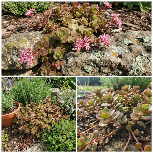 Sedum Stolon Stonecrop Sedum Stoloniferum – Succulent Garden Seeds