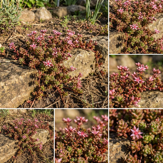 Sedum Stolon Stonecrop Sedum Stoloniferum – Succulent Garden Seeds