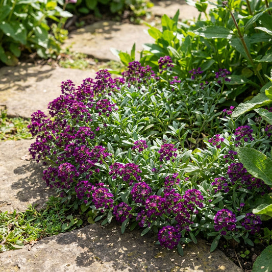 Alyssum Oriental Nights Lobularia Maritima – Fragrant Garden Flower Seeds