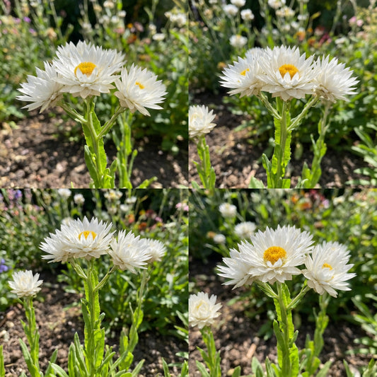 Ammobium Alatum Grandiflorum – Drought-Tolerant Garden Flower Seeds