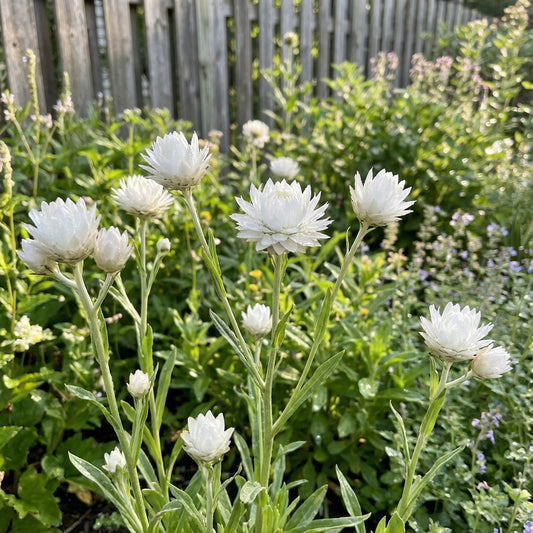 Ammobium Alatum Grandiflorum – Drought-Tolerant Garden Flower Seeds