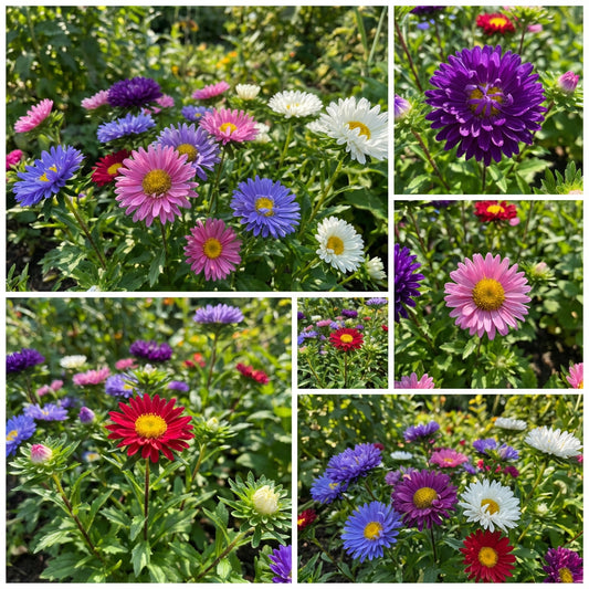 Aster Starlight Mixed Colors Callistephus Chinensis – Vibrant Garden Flower Seeds