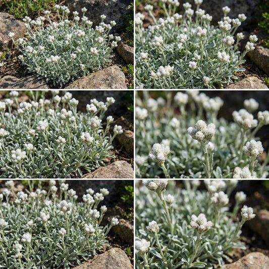 Antennaria Pussytoes White Antennaria Dioica – Hardy Groundcover Flower Seeds