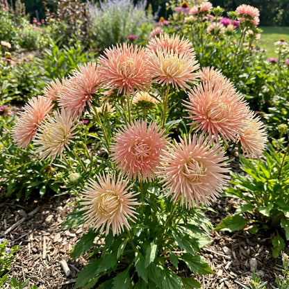 Aster Needle Unicum Salmon Pink Callistephus Chinensis – Vibrant Garden Flower Seeds