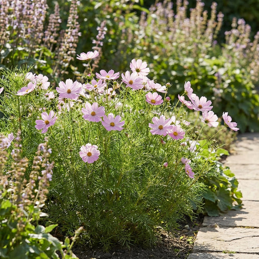 Cosmos Sonata Pink Dwarf Cosmos Bipinnatus – Compact Garden Flower Seeds
