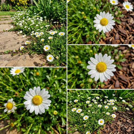 Creeping Daisy Chrysanthemum Paludosum – Low-Growing Garden Flower Seeds