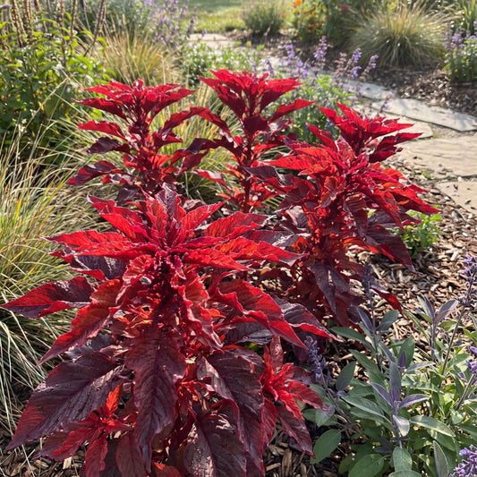 Amaranthus Molten Fire Amaranthus Tricolor – Ornamental Garden Flower Seeds