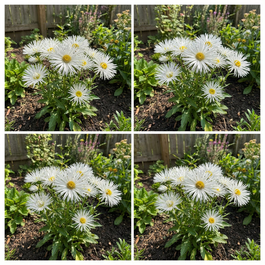 Aster Needle Unicum White Callistephus Chinensis – Vibrant Garden Flower Seeds