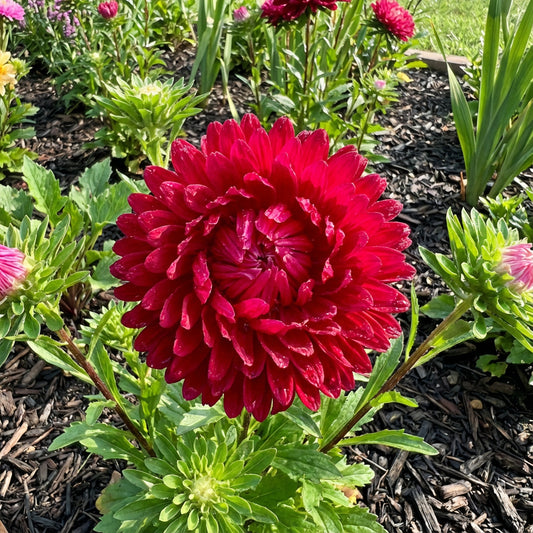 Aster Paeony Duchess Scarlet Callistephus Chinensis – Vibrant Garden Flower Seeds