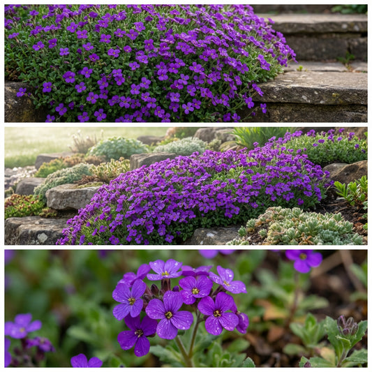 Aubrieta Rock Cress Cascade Purple Aubrieta Hybrida Superbissima – Vibrant Garden Flower Seeds